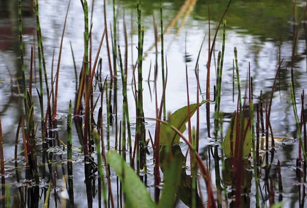 Auswahl Teichpflanzen - Gartenteich, Schwimmteich, Pool - Galeriebild