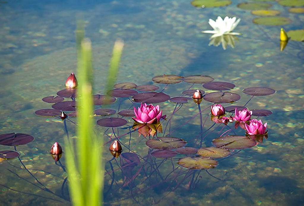 Gartenteich mit Seerosen - Gartenteich, Schwimmteich, Pool - Galeriebild