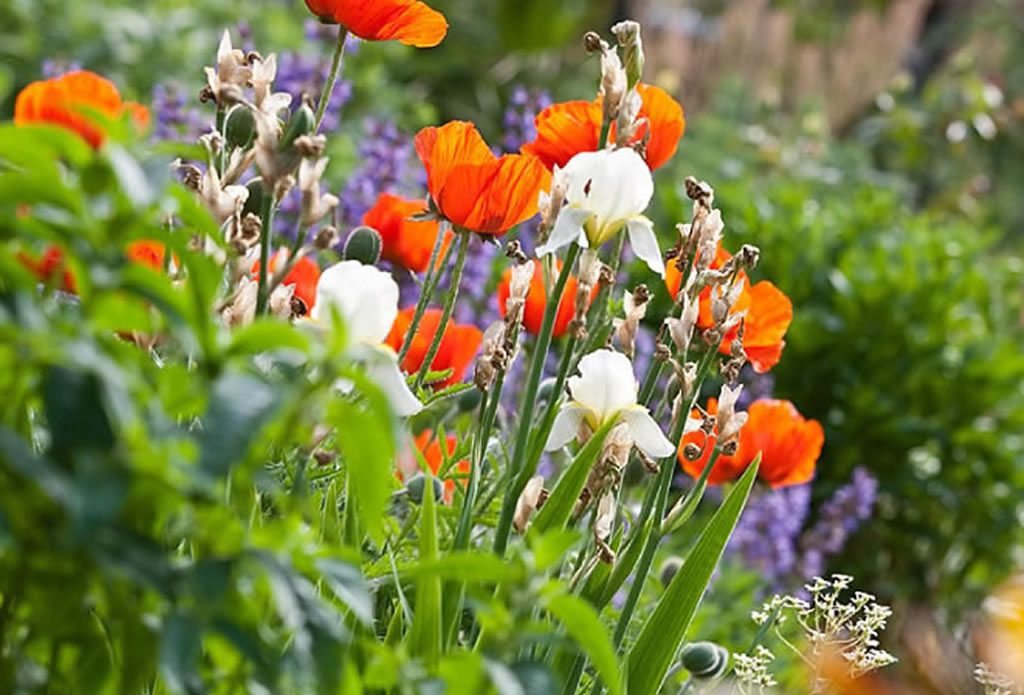 Blumenbilder, Gartenbilder - Landschaftsbau Gartenbau - Galeriebild