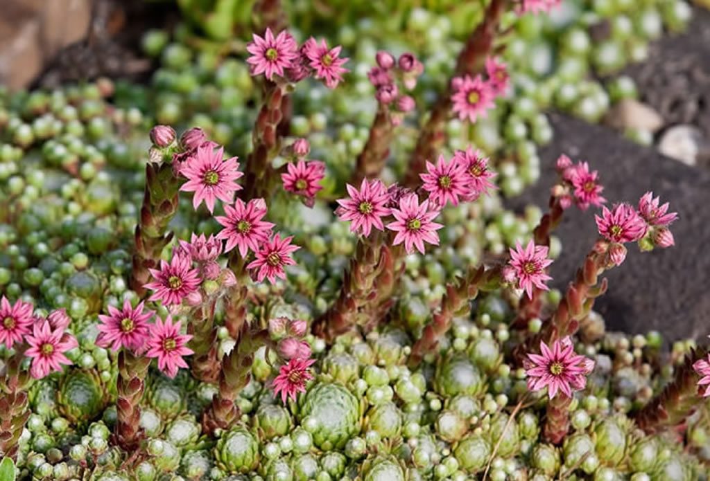 Blüten des Dach-Hauswurz - naturnahe Gärten - Galeriebild
