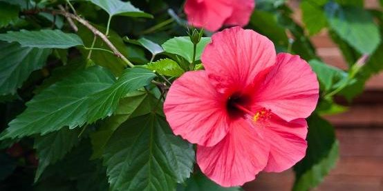 Schädlingsbefall im Garten - News Naturstein Garten