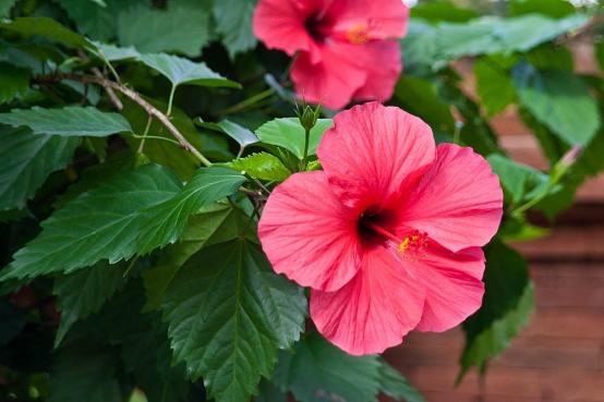 Schädlingsbefall im Garten - News Naturstein Garten