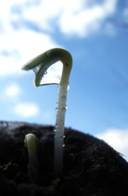 Erste Aussaat im Sommer - News Naturstein Garten