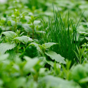 Gemüsegarten und Kräutergarten - News Naturstein Garten