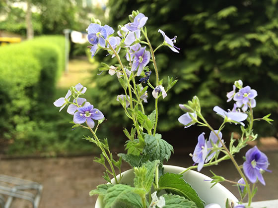 Blümchen - News Naturstein Garten - Bildquelle: Juliane Schneider
