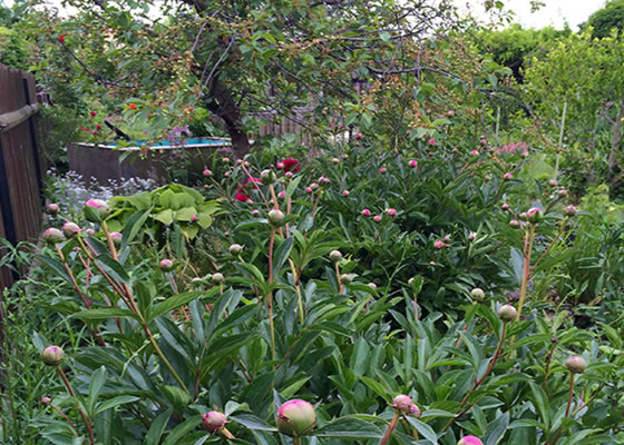 Wilder Garten - News Naturstein Garten - Bildquelle: Juliane Schneider