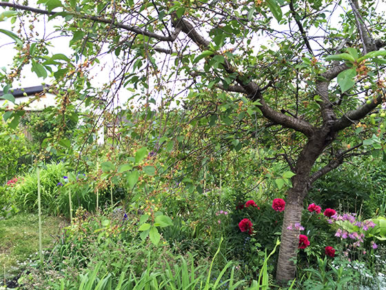 Wilder Garten - News Naturstein Garten - Bildquelle: Juliane Schneider