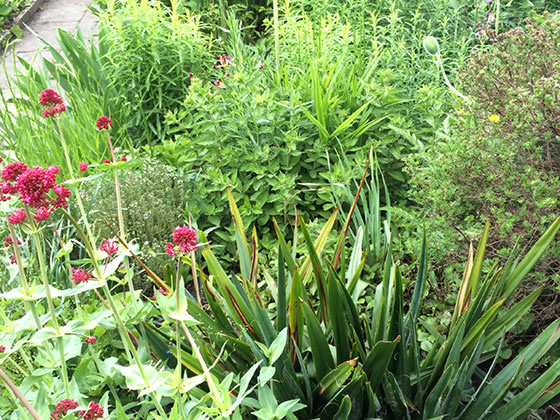 Wildes Blumenbeet - News Naturstein Garten - Bildquelle: Juliane Schneider