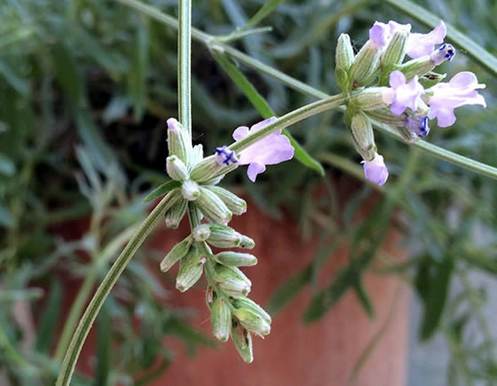 Lavendel - News Naturstein Garten - Bildquelle: Juliane Schneider