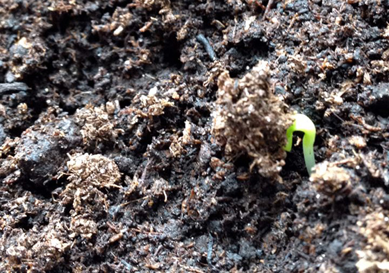 Keimling - News Naturstein Garten - Bildquelle: Juliane Schneider