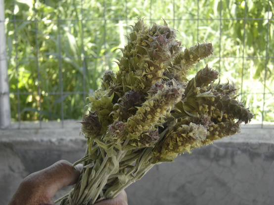 Sideritis Cardica - News Naturstein Garten - Bildquelle: Lemur12 / Wikipedia
