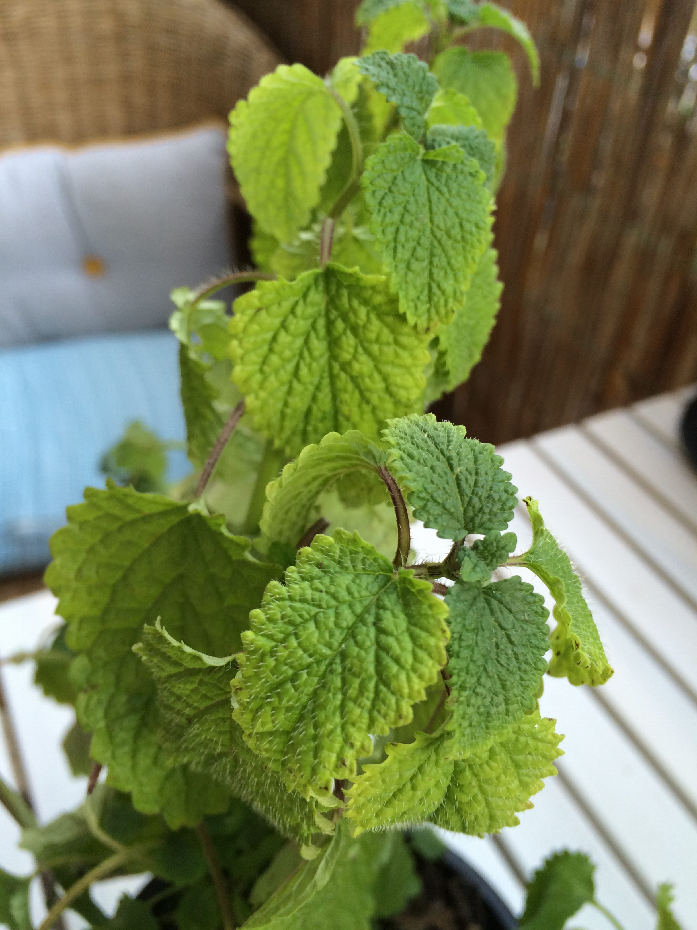 Zitronenmelisse - News Naturstein Garten - Bildquelle: Juliane Schneider