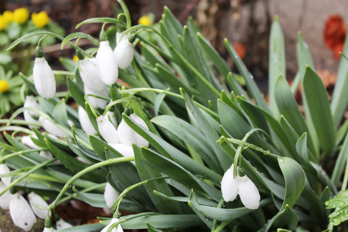 Schneeglöckchen - Garten fit für den Frühling - Naturstein & Gartengestaltung LPM Schmidt Krostitz