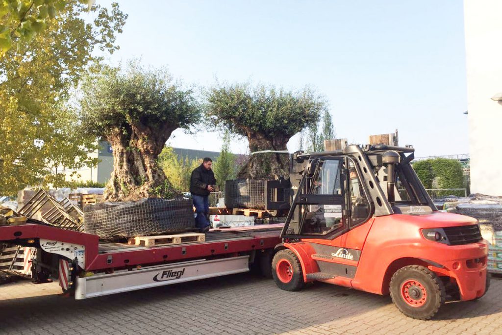 700 Jahre alte Olivenbäume - Transport zum Lagerplatz