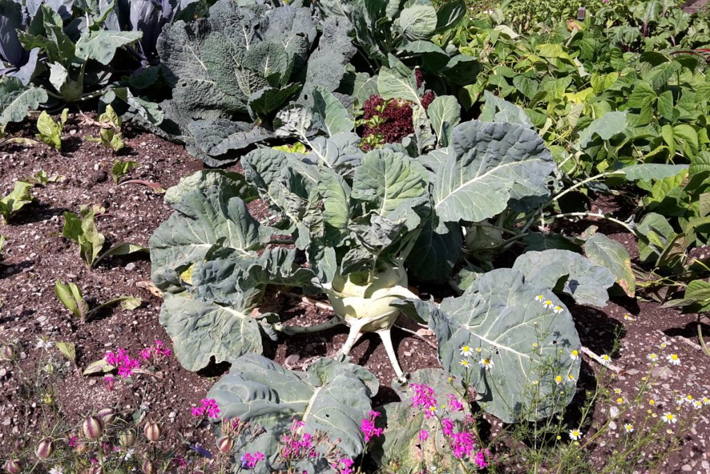 Kohlrabi im Sommer ernten - Naturstein LPM Schmidt Krostitz