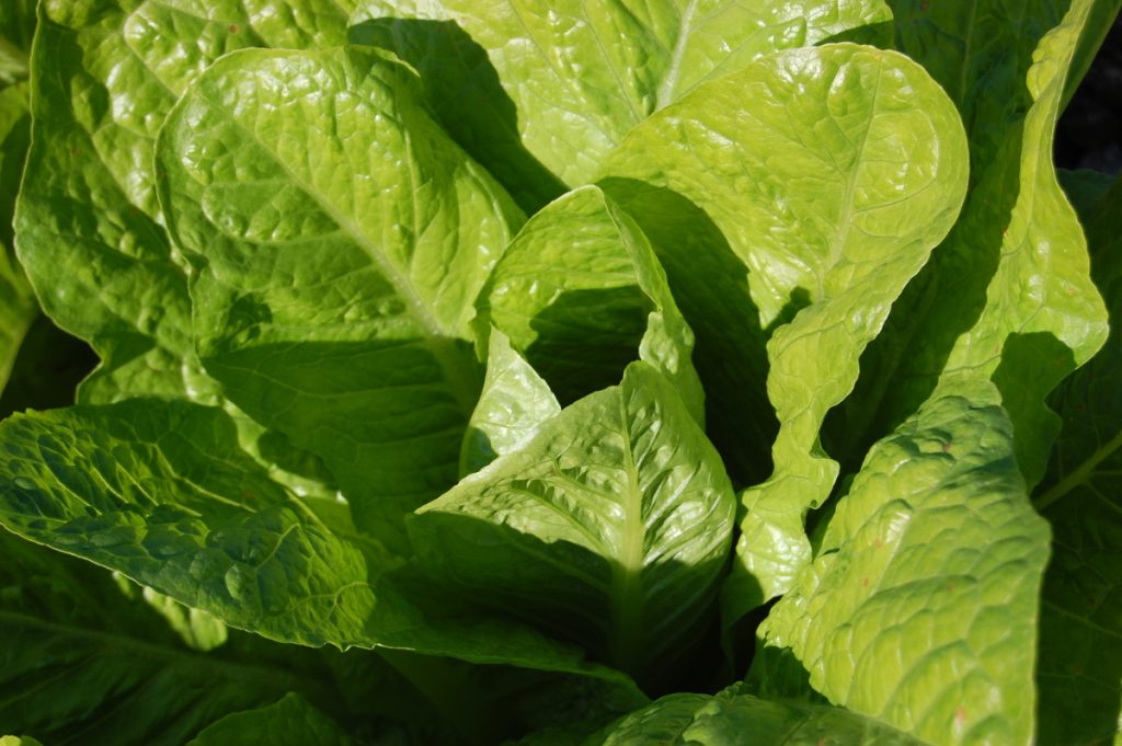 Salat im Nutzgarten - Naturstein LPM Schmidt Krostitz