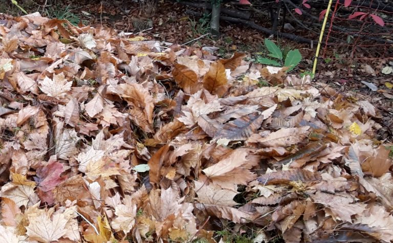 Buntes Blättertreiben – Wie Laub sinnvoll weiterverwendet werden kann