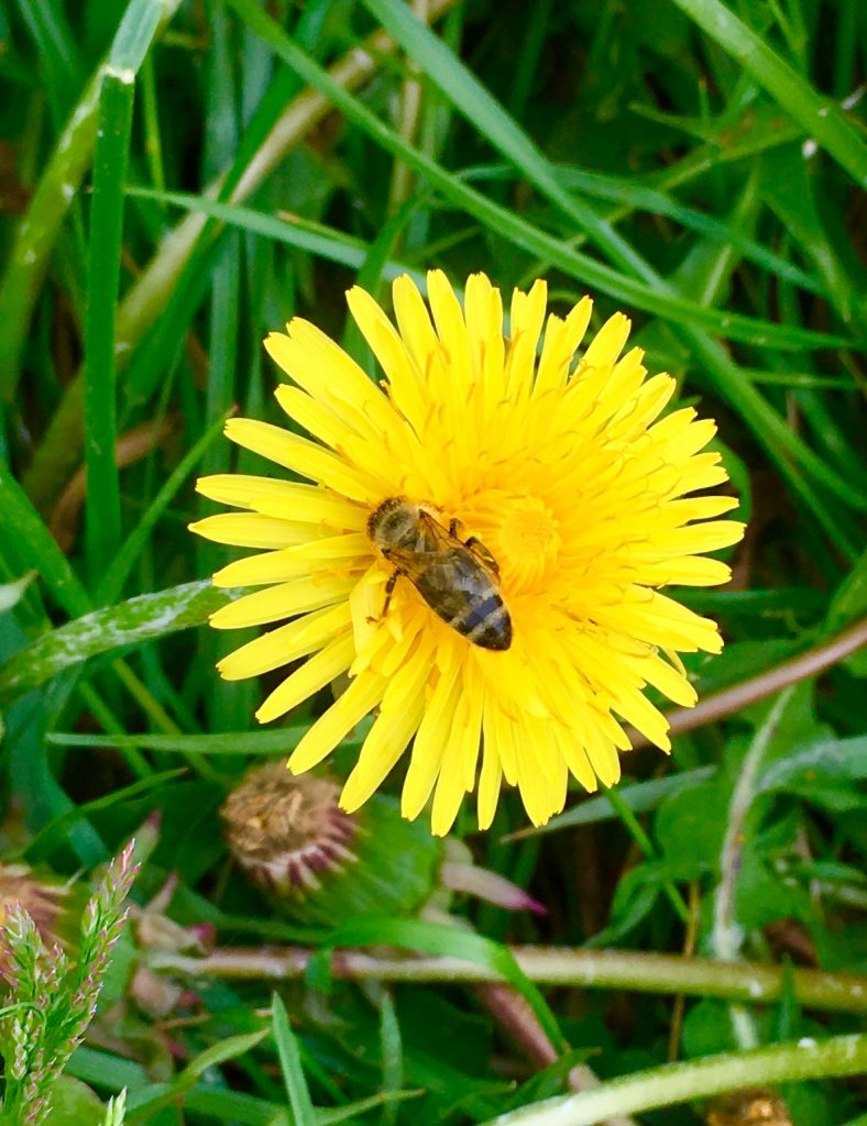 Bienenweide - LPM Naturstein Garten und Landschaftsbau
