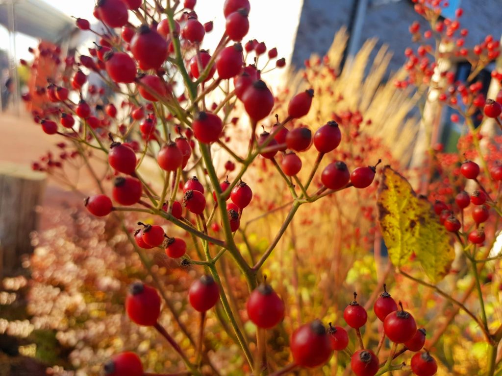 Herbst im Garten