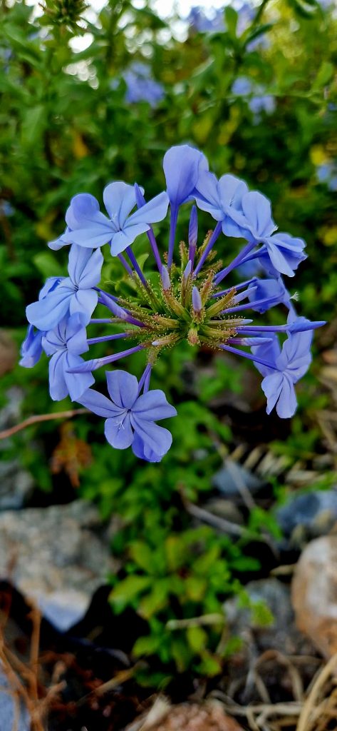 Blaue Blüten im Garten