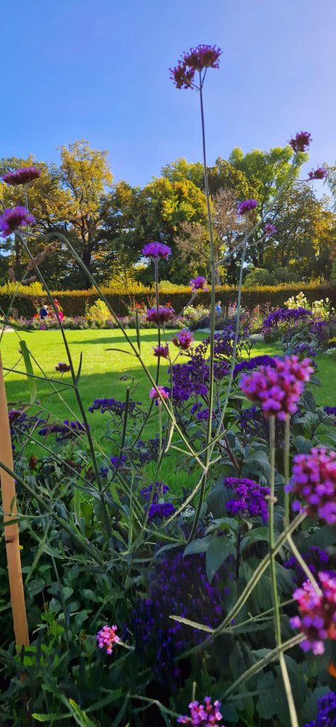 Blumen im Garten