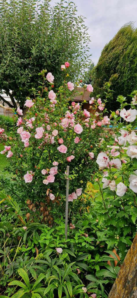 Blumen im Garten