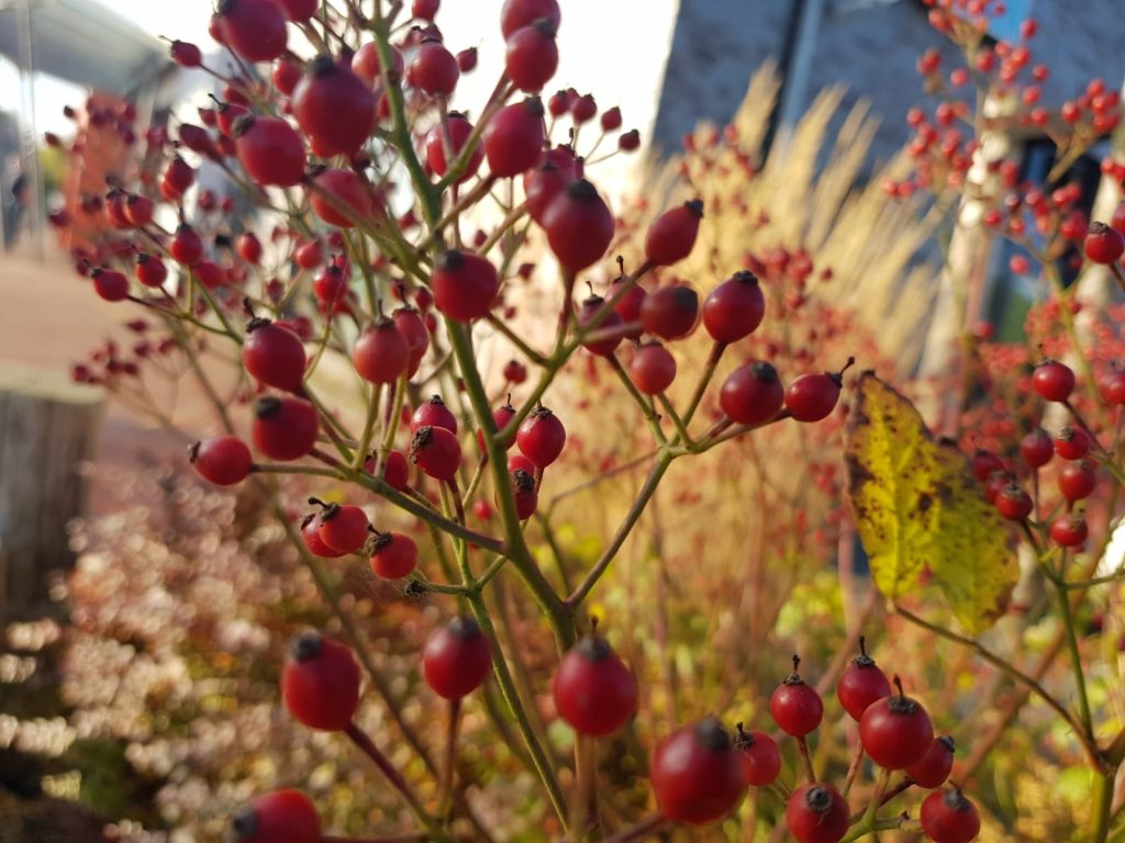 Garten im Herbst