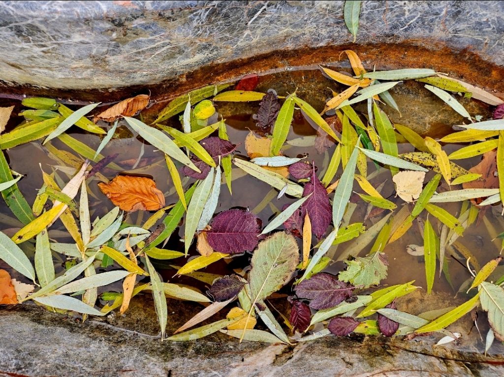 Bunte Blätter im Natursteinbecken